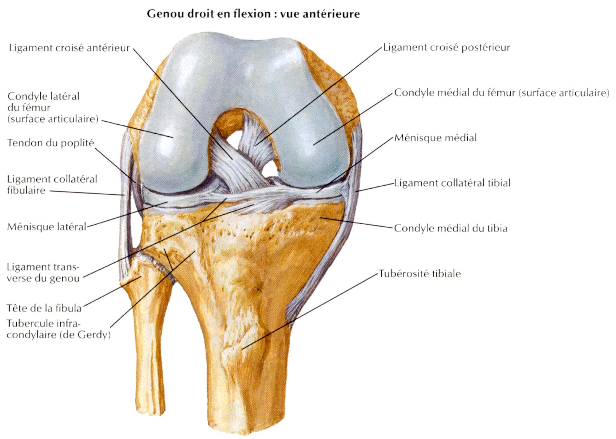 visualisation des ligaments du genou arthrologie