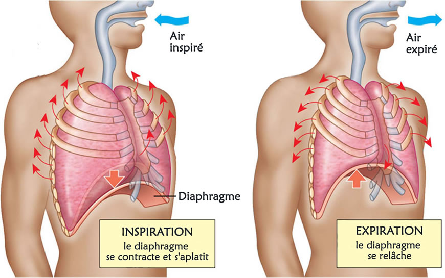https://mon-osteopathe-paris.fr/wp-content/uploads/2019/10/diaphragme2.jpg?utm_source=chatgpt.com