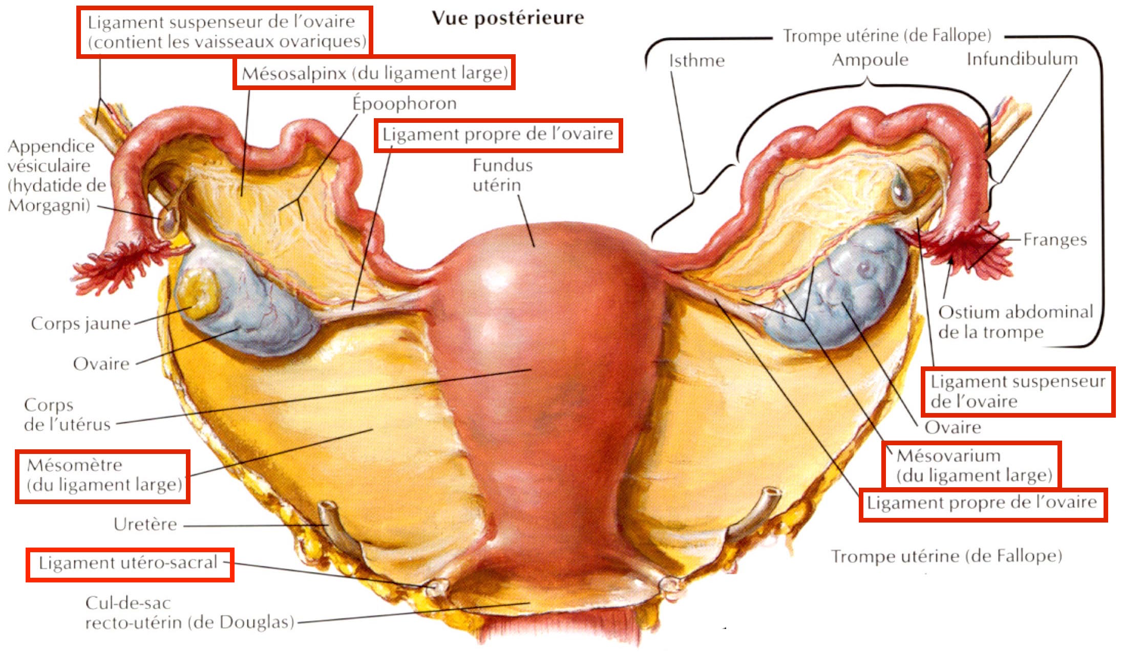 Ligaments qui maintiennent l'utérus au bassin et aux autres organes