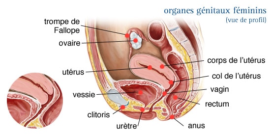 Coupe sagittale du bassin féminin montrant l’utérus et les structures anatomiques de l’appareil reproducteur