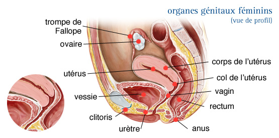 coupe sagittale du petite bassin laissant apparaitre les organes génitaux de la femme