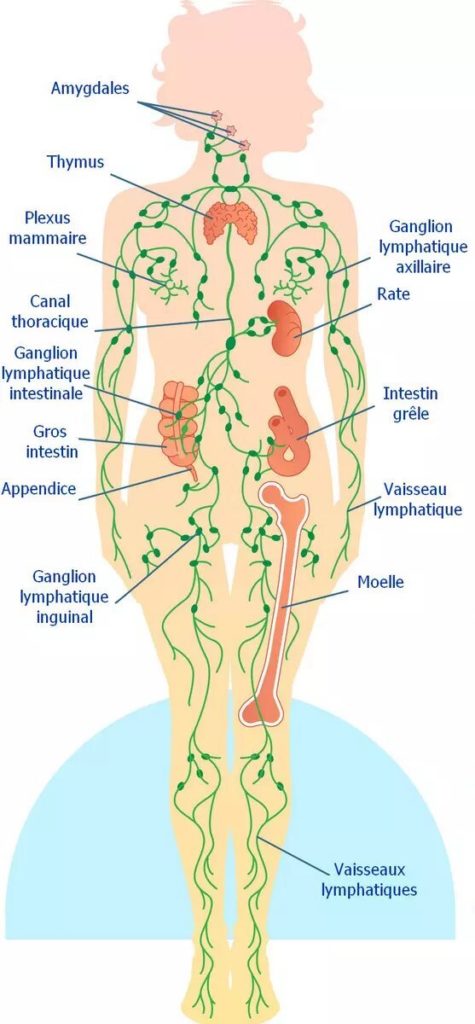 schéma illustrant les explications de l'ostéopathe à paris sur la localisation généralisée du système lymphatique. On comprend donc que le drainage lymphatique par la méthode Renata França doit toucher tout le corps.