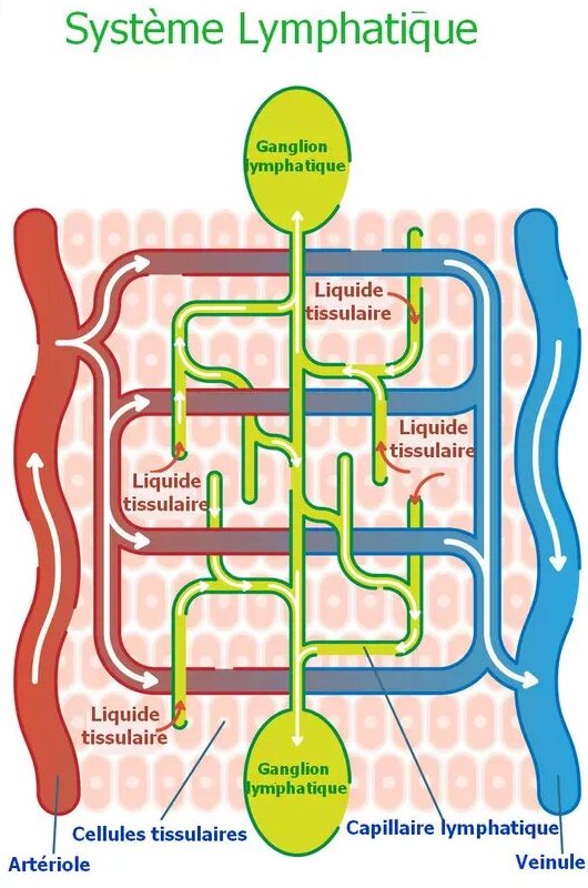 schéma illustrant les explications de l'ostéopathe sur le rapport entre le système lymphatique et les systèmes artériel et veineux