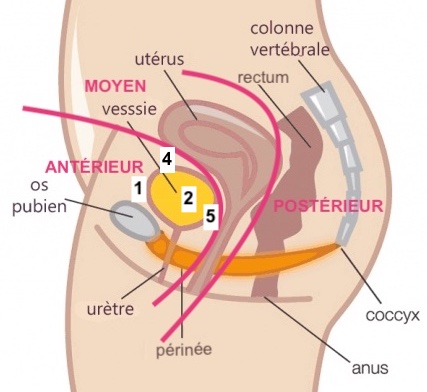 Les différentes localisations de l'endométriose - Ostéopathe Paris