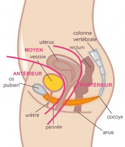 schéma montrant les 3 parties de la cavité pelvienne de la femme pour décrire par la suite les localisations de l'endométriose