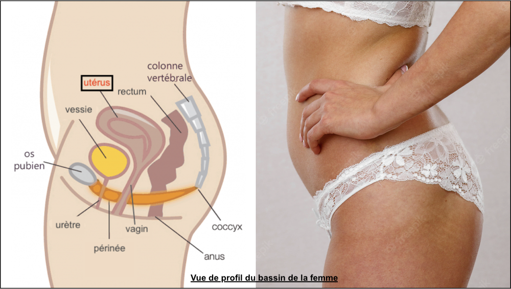 localisation de l'utérus permettant de comprendre l'endométriose et le rôle de l'ostéopathe