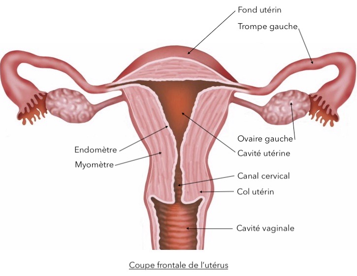 schéma de l'utérus légendé par l'ostéopathe pour montrer où se trouve l'endomètre, tissu impliqué dans l'endométriose