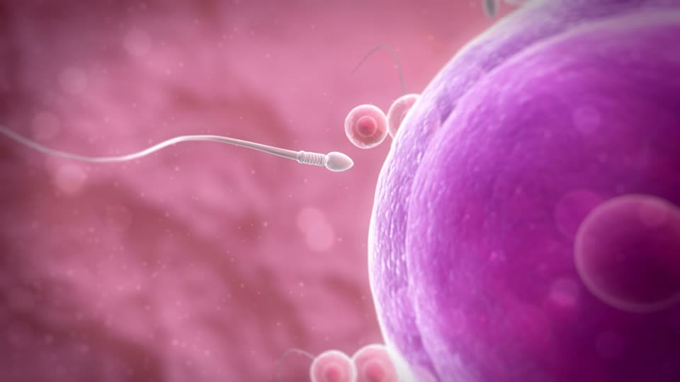 spermatozoide en direction d'un ovocyte FIV et fertilité