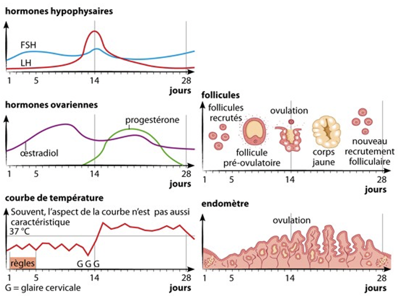 Cycle menstruel et évolution des signes pour repérer sa période fertile
