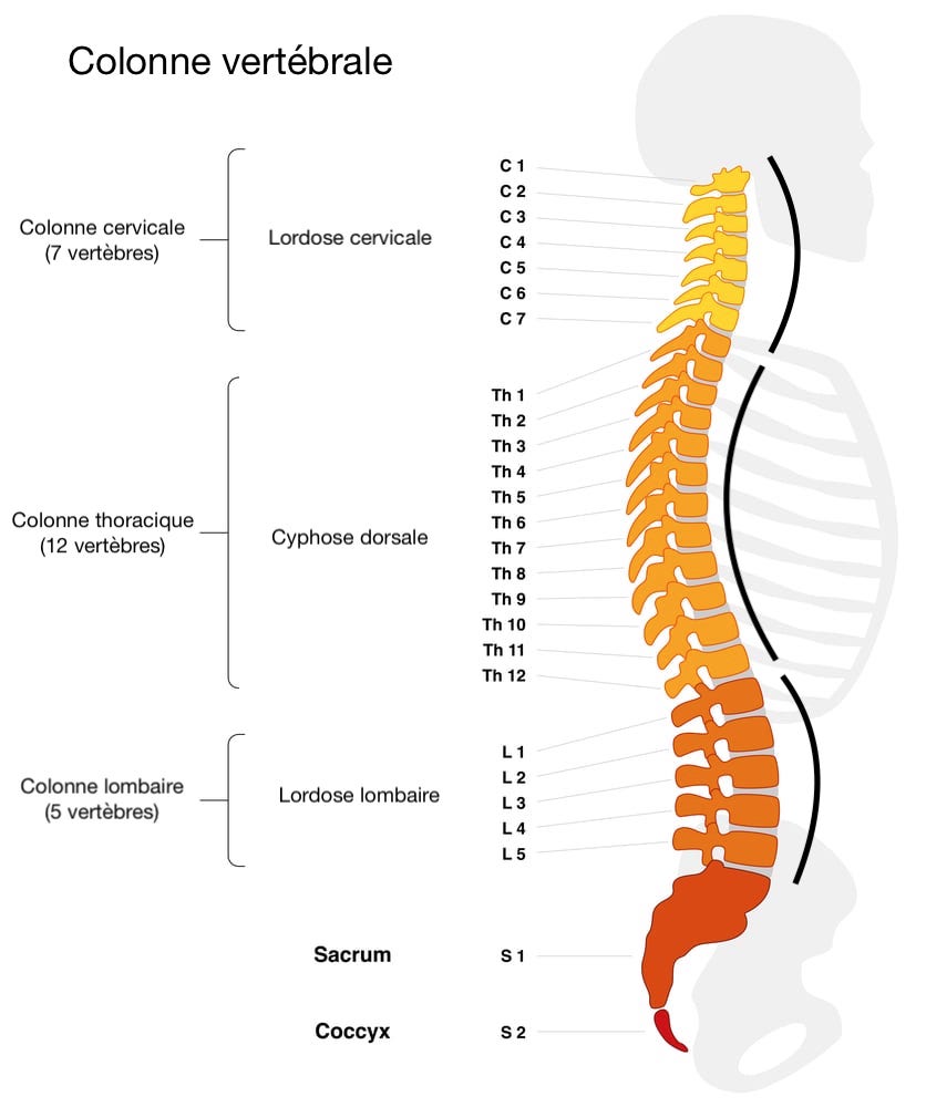 schéma de la colonne vertébrale et du dos, montrant les 3 différentes courbures cervicale, dorsale et lombaire
